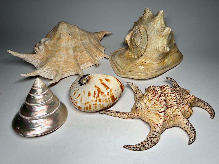 貝、インテリアトウカムリガイ巻き貝 貝、インテリアトウカムリガイ巻き貝 - メルカリ