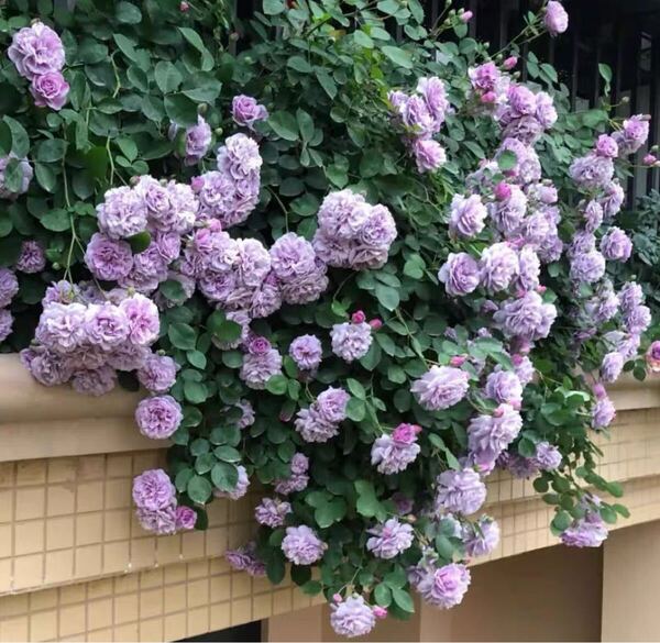 バラ小苗 開花中 ネコポス発送