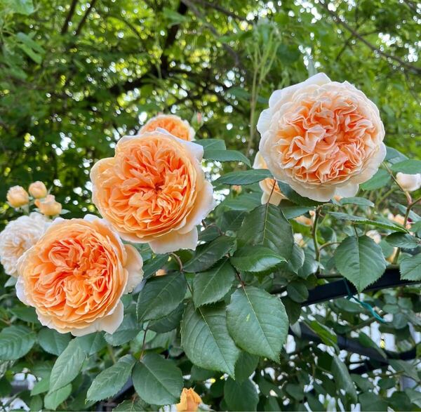 バラ苗 大き目小苗 開花中 宅急便発送