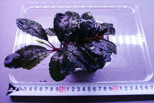 特大ブラウニーゴースト ポット株 組織培養 水上葉 水草セット 無農薬 ブセファランドラ