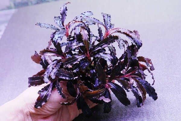 大型クダガン 10株 トロピカ組織培養 水上葉 水草セット 無農薬 1.2.Grow ブセファランドラ