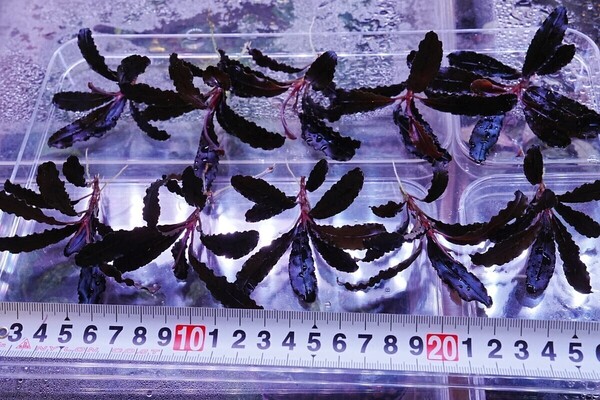 クダガン 20株 トロピカ組織培養 水上葉 水草セット 無農薬 1.2.Grow ブセファランドラ