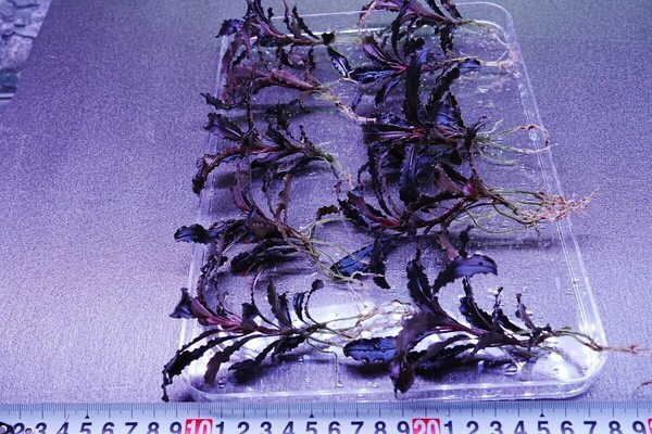 大型クダガン 2株 トロピカ組織培養 水上葉 水草セット 無農薬 1.2.Grow ブセファランドラ
