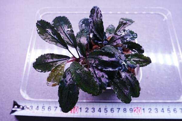 特大ブラウニーゴースト ポット株 組織培養 水上葉 水草セット 無農薬 ブセファランドラ