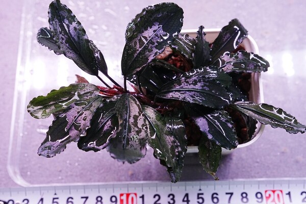 特大ブラウニーゴースト ポット株 組織培養 水上葉 水草セット 無農薬 ブセファランドラ