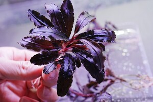 大型クダガン 2株 トロピカ組織培養 水上葉 水草セット 無農薬 1.2.Grow ブセファランドラ
