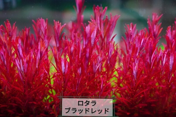 20本ロタラブラッドレッド 水草セット 水中葉