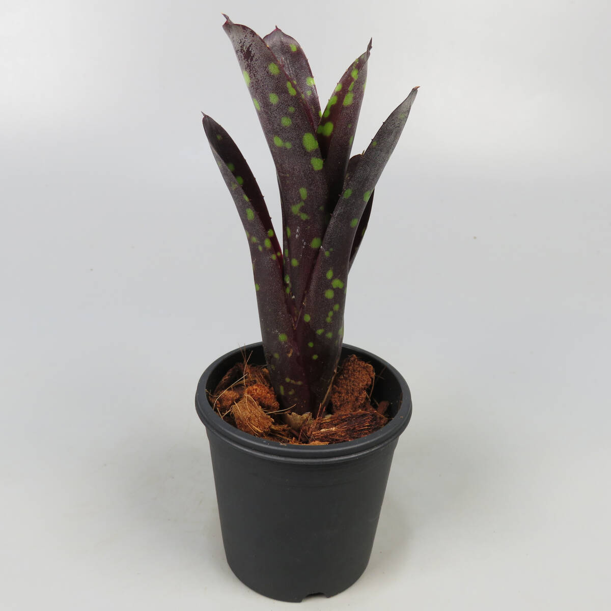 Yahoo!オークション -「ネオレゲリア リサ」の落札相場・落札価格