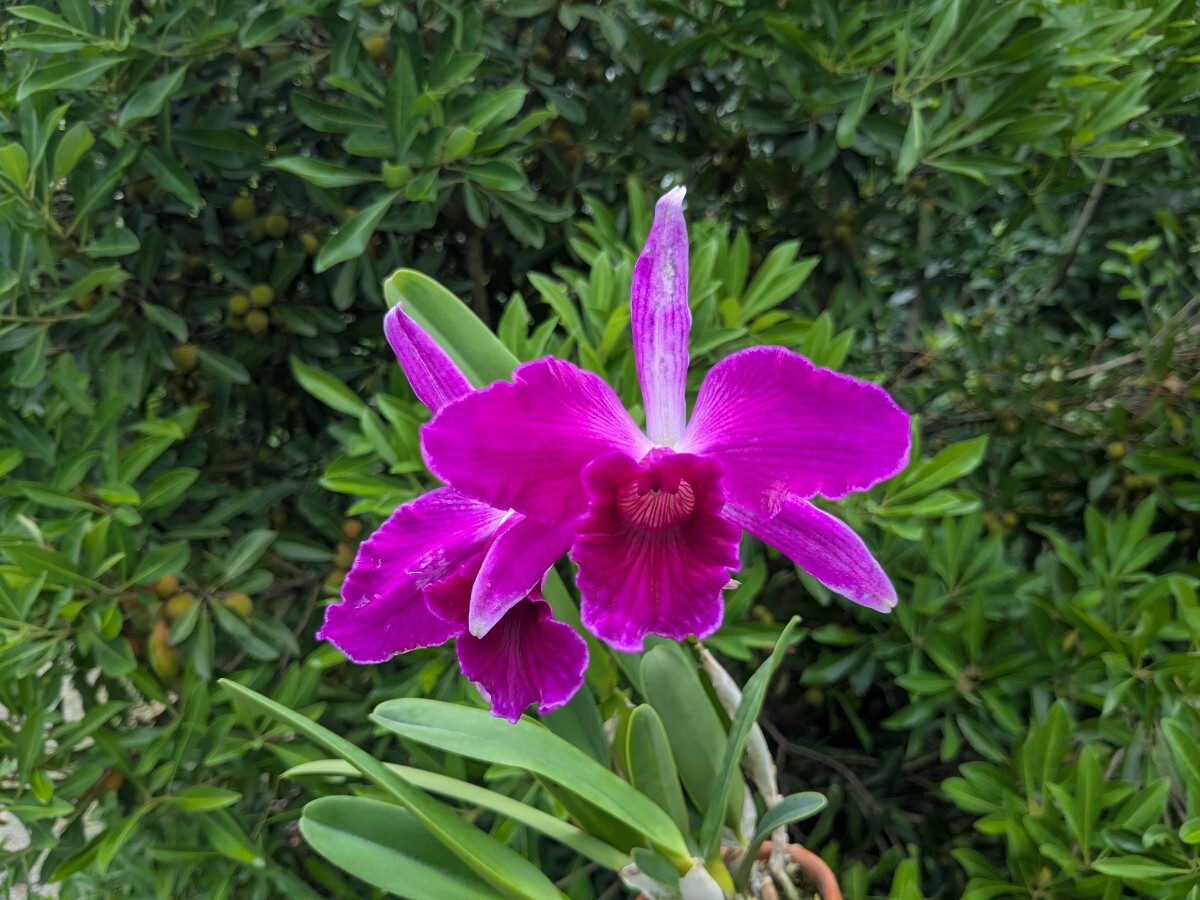 洋ラン　L. purpurata 'Dos Canchos' 抜き苗 Yahoo!オークション -「洋蘭 purpurata」(花) (鉢植え)の落札