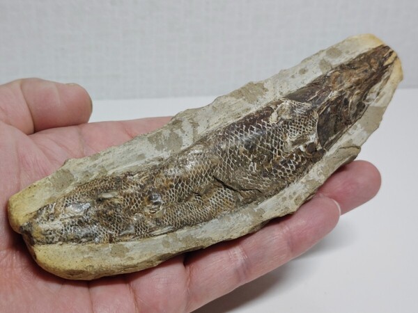 【化石】◆334g◆ ラコレピス 古代魚 原石 鑑賞石 自然石 天然石 鉱石 鉱物 水石 置物 インテリア