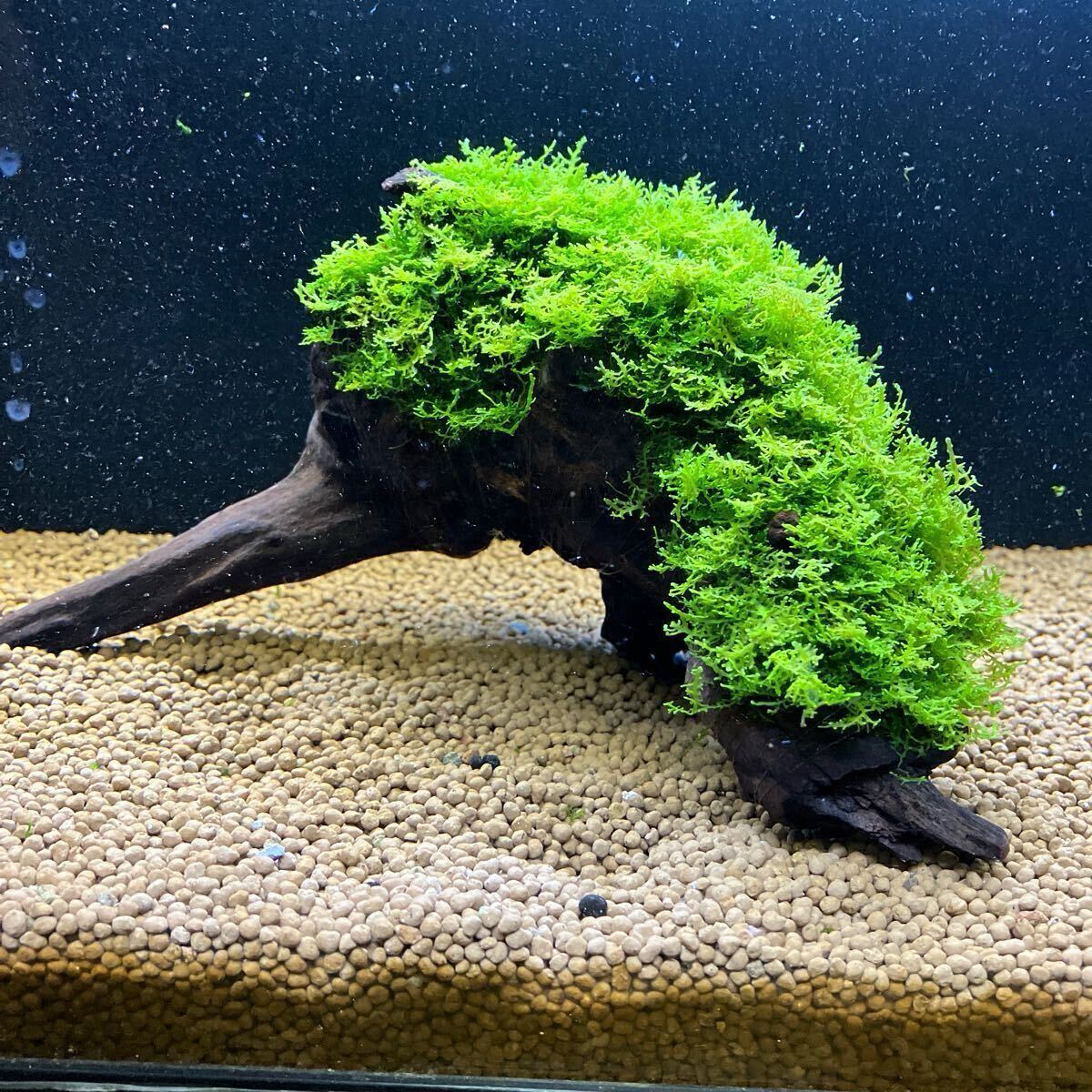 プレミアムモス活着流木② Yahoo!オークション -「プレミアムモス 流木」(魚、水草