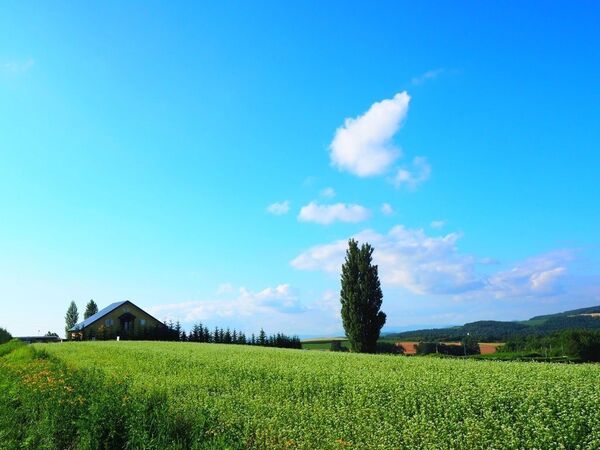 M53 ケンとメリーの木/美瑛/北海道/日本の風景/アートパネル/ファブリックパネル/インテリアパネル/ポスター