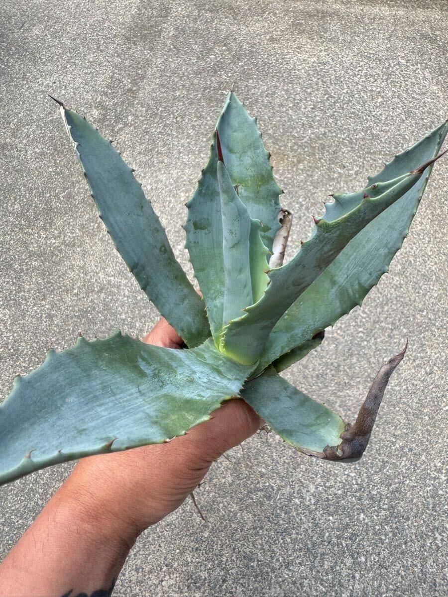 Yahoo!オークション -「アガベ シルバーサーファー」(観葉植物