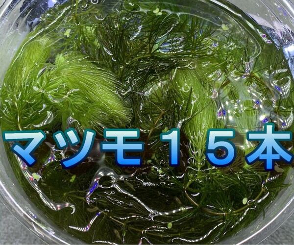 無農薬マツモ15本
