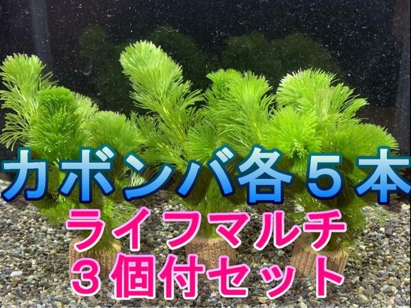 無農薬カボンバ各5本 ライフマルチ3個付きセット