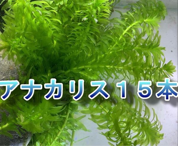 無農薬アナカリス15本
