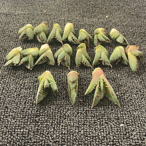 多肉植物アガベ チタノタ SAD 子株 15株, FO222 子株 3株 同梱