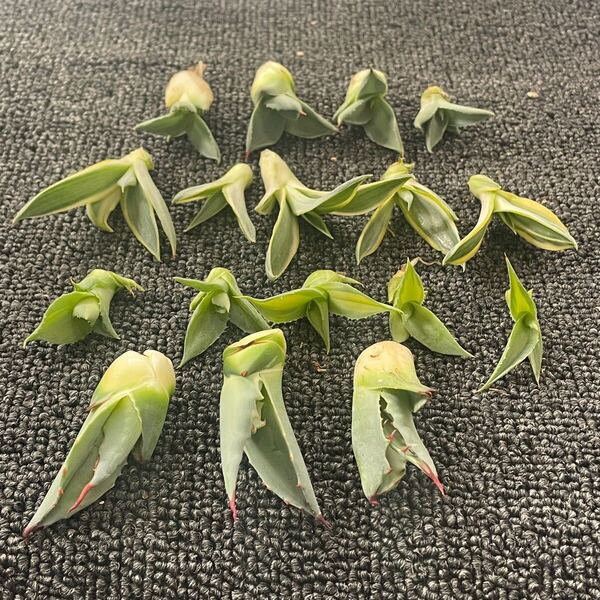 多肉植物 アガベ チタノタ 銀河旅人 子株 5株,赤雷 子株 5株,パラサナ白 白覆輪錦 子株 3株,吉祥天錦 パリー ホーチエンシス 子株 4株