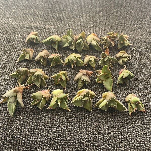 多肉植物 アガベ チタノタ フィリグリー 圓葉拇指 子株 25株同梱