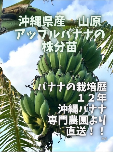 沖縄本島北部産 アップルバナナ 大型果実種!株分苗×2鉢