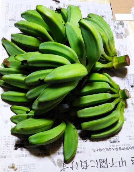沖縄本島産 アイスクリームバナナ 早採りお野菜用バナナ!!