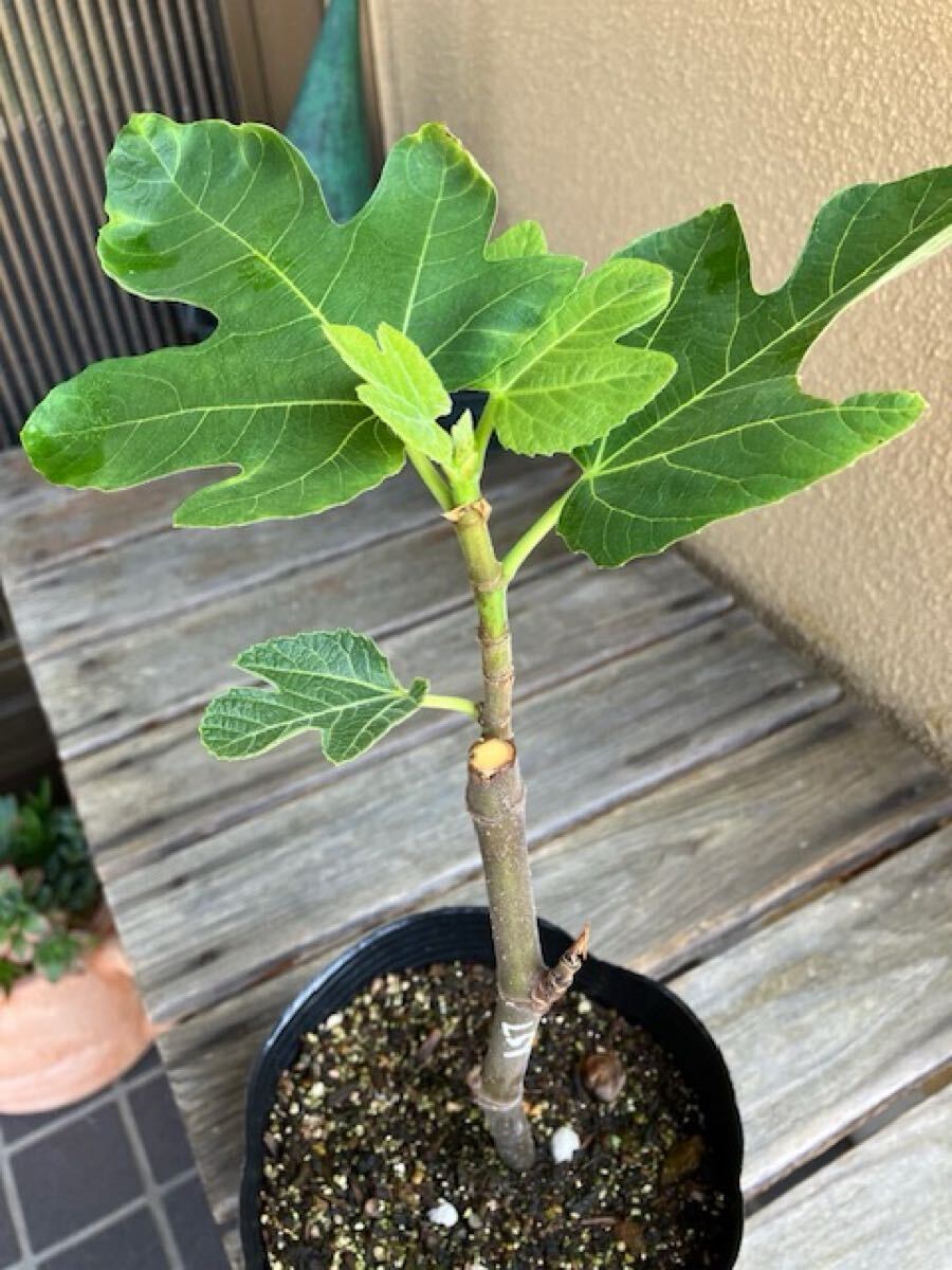 イチジク　LSUスコッツイエロー　マルティース ビューティ　デオスネグラ　他　苗 LSU Scott's Yellow(LSUスコッツイエロー)の特徴・味・耐寒性