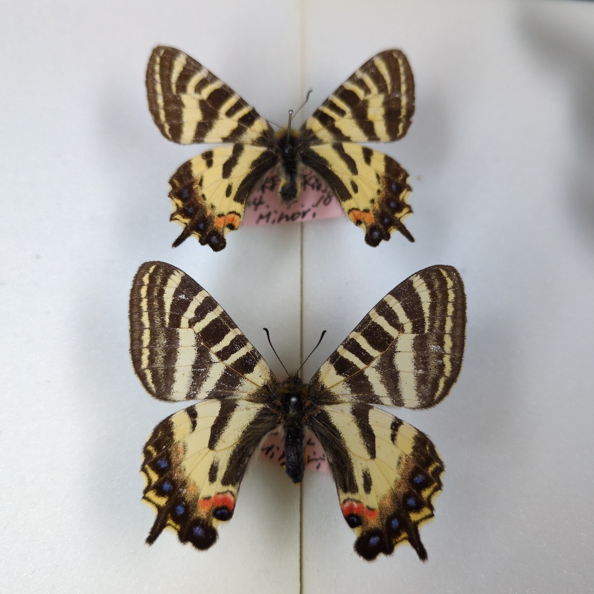 Yahoo!オークション -「ヒメギフチョウ」の落札相場・落札価格