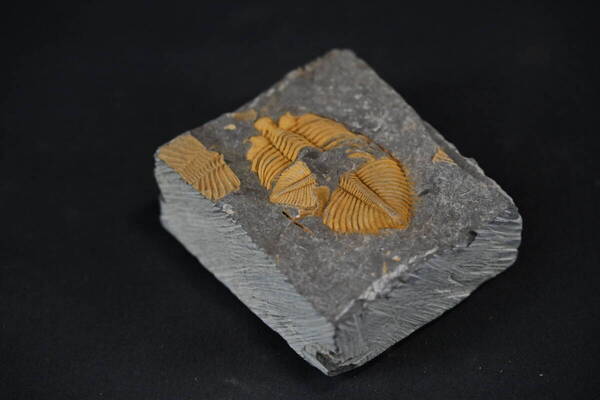 化石 三葉虫 古生物 自然史 標本 鉱物 地質 コレクション 理科教材 博物館 展示 学術 研究 教育 サイエンス インテリア 置物