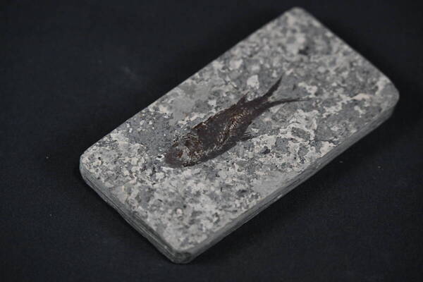 化石 魚類 古生物 中生代 標本 自然史 地質 堆積岩 コレクション 博物館 研究 学術 教育 理科教材 サイエンス インテリア 置物