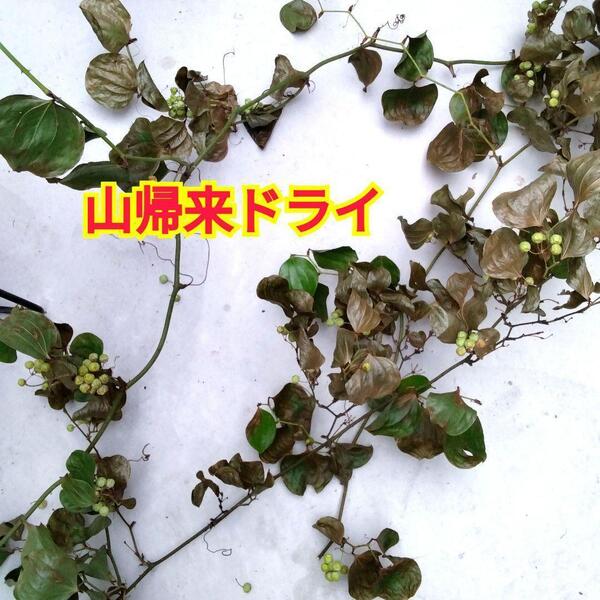 無農薬☆山帰来(サンキライ)ドライ☆約100〜150cmのツル3本☆グリーンの実