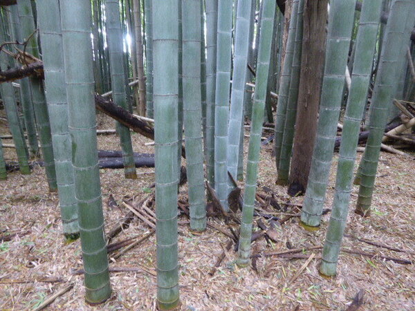孟宗竹☆直径11~12cm長さ135cm×2本セット