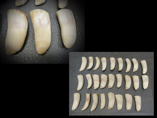 鯨歯 珊瑚 ブレスレット 骨董古美術