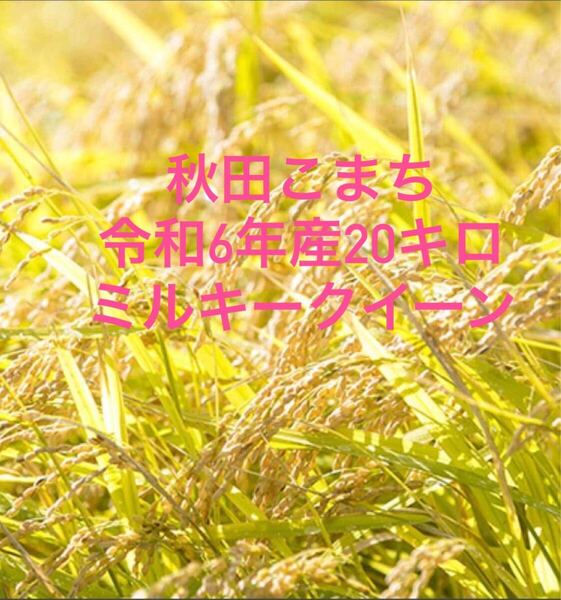 秋田こまち令和6年産20キロミルキークーイン 自然農法 農薬無し 除草剤無し