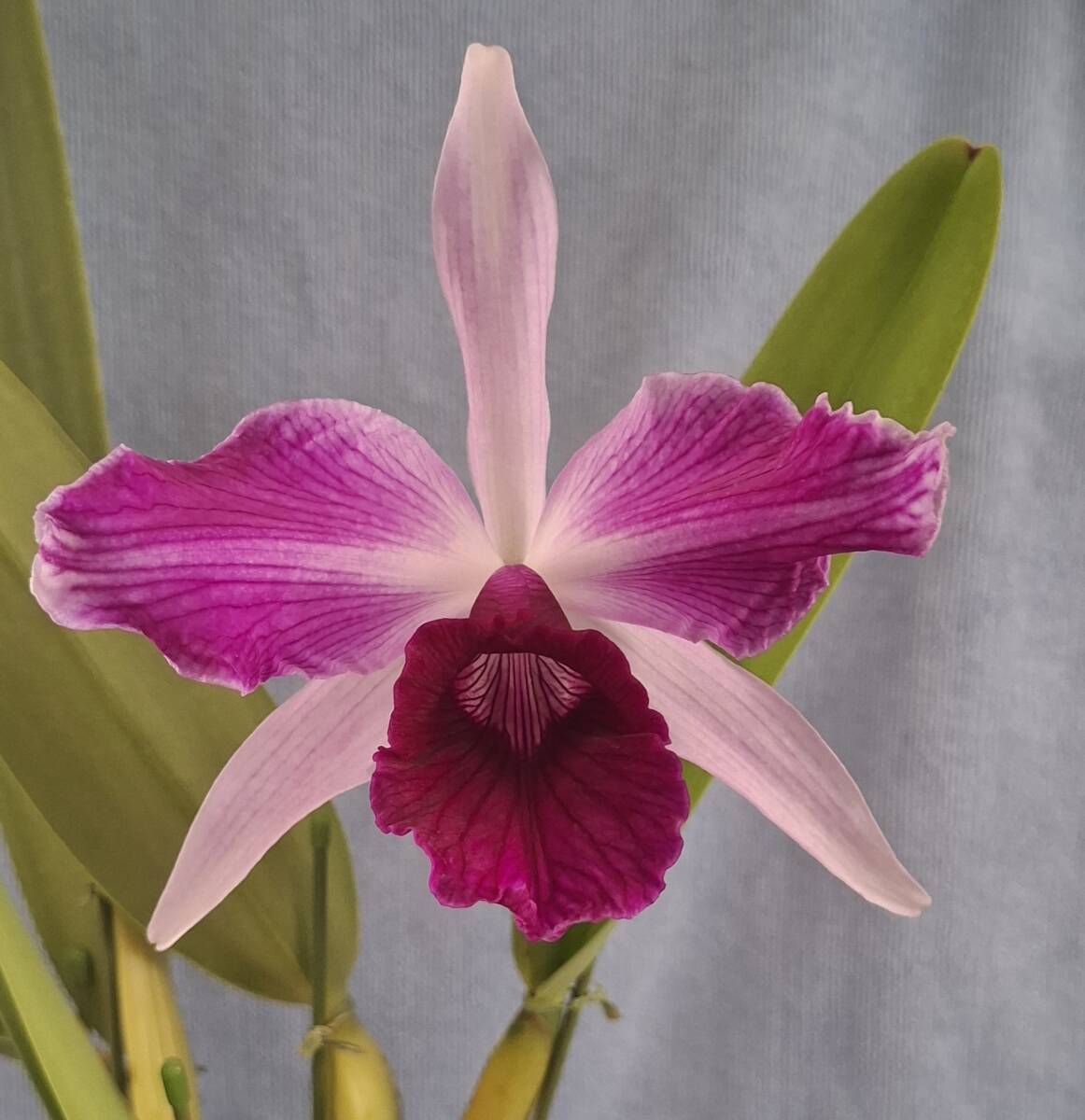 Yahoo!オークション -「purpurata」(花、園芸) の落札相場・落札価格