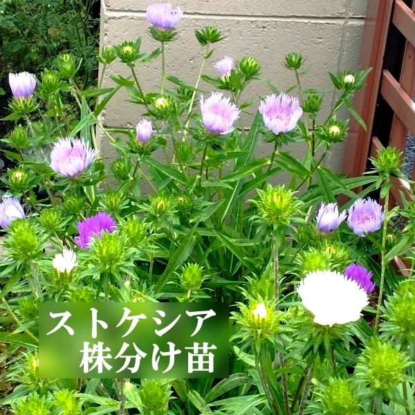 匿名配送 ストケシア 株分け苗1株 抜き苗で発送 花色不明 多年草