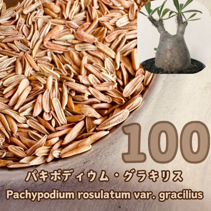 自家採取 パキポディウム グラキリス種子100粒 令7.5.14 採取