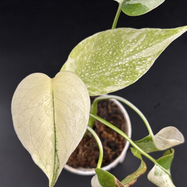 モンステラ デリシオーサ ミント系大株 実生 (Monstera