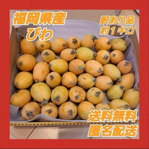 【訳あり品】福岡県産 びわ 無農薬 オーガニック 約1キロ 自然栽培 ジャム 加工用などに