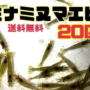 送料無料 ミナミヌマエビ20匹+α とアナカリス5本セット即決価格 離れ島不可