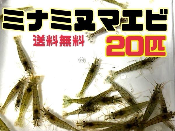 送料無料 ミナミヌマエビ20匹+α とアナカリス5本セット即決価格 商品説明必読 死着保証なしです