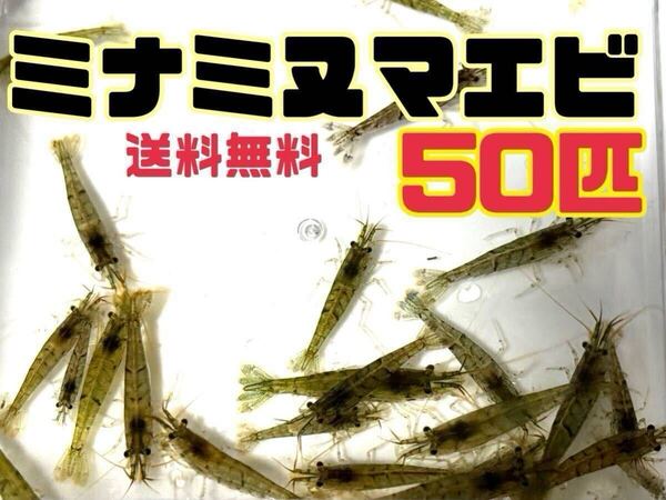 送料無料 ミナミヌマエビ50匹+αとアナカリス5本セット即決価格 川エビ 淡水エビ 餌 水草 離れ島不可 淡水魚餌 死着保証なし