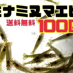 送料込 離れ島不可 ミナミヌマエビ100匹+α死着保証分とアナカリス5本セット即決価格 川エビ 淡水エビ 餌 エビ 水草