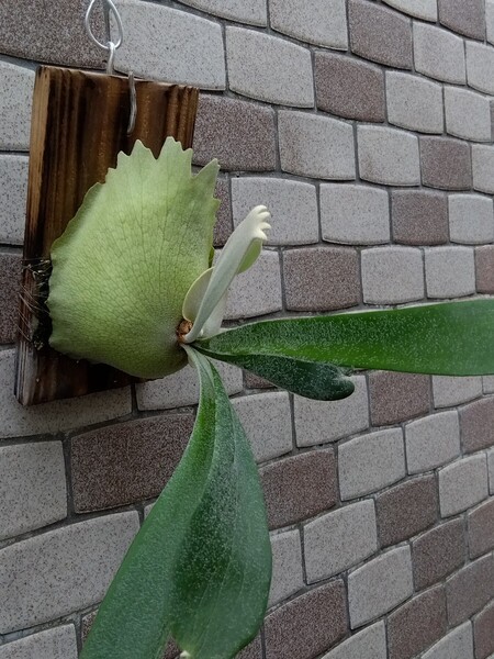 ビカクシダ モンキーノース P.Monkey North 【veitchii wild×willinckii 】