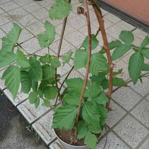 送料無料! 限定! ブラックベリー大苗 お得な2株セット(抜き苗) ※オマケの種つき ※育て方マニュアルお付けします