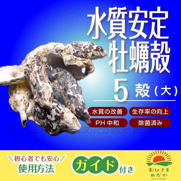 水質浄化【牡蠣殻大(カキ殻) 5殻】ろ材 めだか バクテリア PSB 錦鯉 金魚クロレラ メダカ餌 ミドリムシ ゾウリムシ にどうぞ