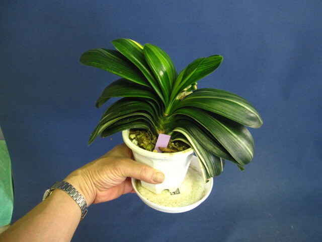 君子蘭 獅子葉「獅子君子」 「龍髭巻き君子蘭」斑入り　中木 1本立 レア種　希少 Yahoo!オークション -「君子蘭」(その他) (鉢植え)の落札相場