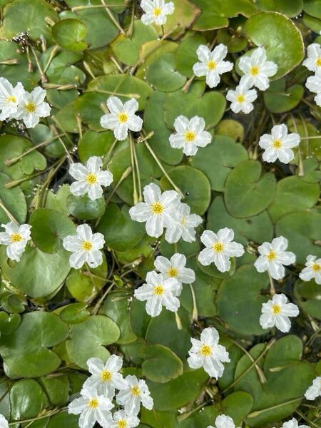 ヒメガガブタ 苗 3株 セット 水草 kazuのメダカ睡蓮ビオトープ様で購入 匿名配送 送料無料