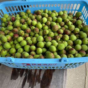 青梅 9kg 無農薬 送料無料