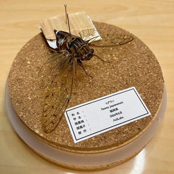 【昆虫標本】ヒグラシ飛翔 ガラスケース入り