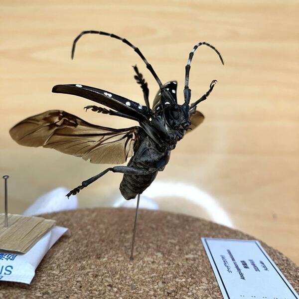 【昆虫標本】ゴマダラカミキリ飛翔 ガラスケース入り